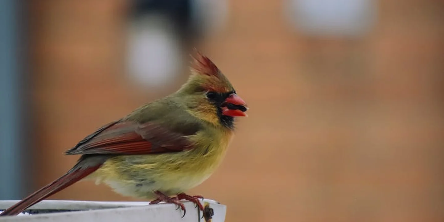 A small songbird perched on the edge of a white gutter with a blurred brick wall in the background.