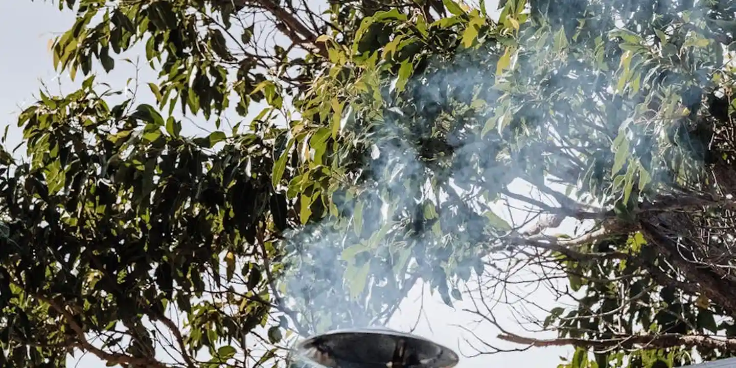 Branching tree with light smoke, suggesting a chimney issue behind the house