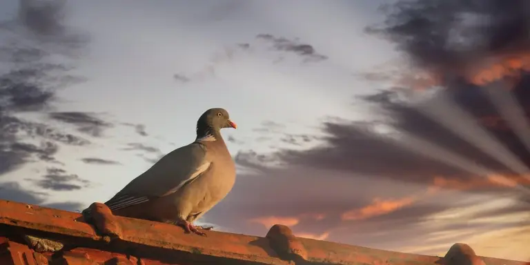 Seagull perched on a roof at sunset, illustrating the process of choosing roofing shingles and materials.